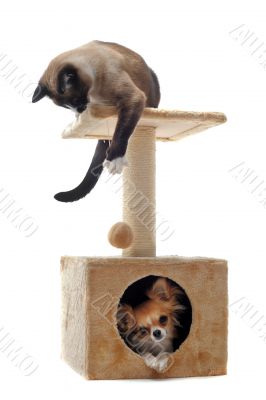 chihuahua and siamese cat 