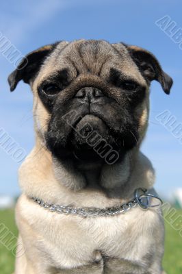 baby pug