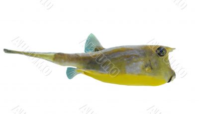 longhorn cowfish