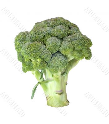 Broccoli.