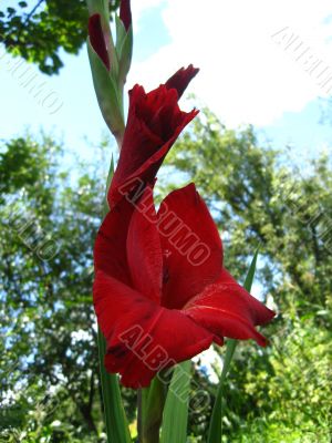 a beautiful flower of gladiolus