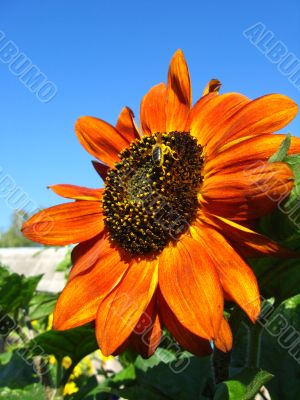 sunflowers on the blue sky background