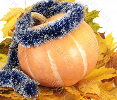 pumpkin on leaf