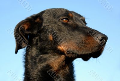french shepherd