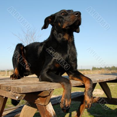 french shepherd