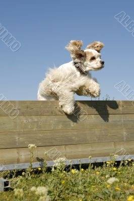 american cocker in agility