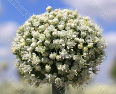 Onion flowers