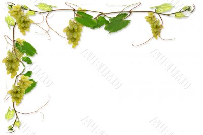 vines and grapes