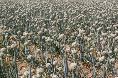 onion field