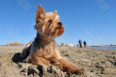 yorkshire terrier on the beach