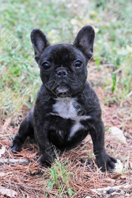 puppy french bulldog 