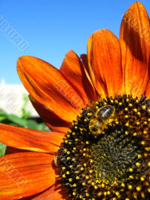 a bee on the beautiful sunflower