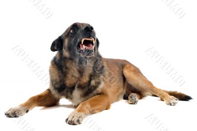 angry malinois