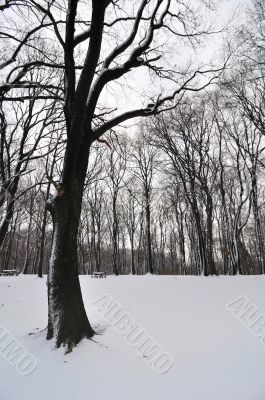 Tree and snow