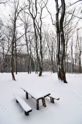 Snow in park