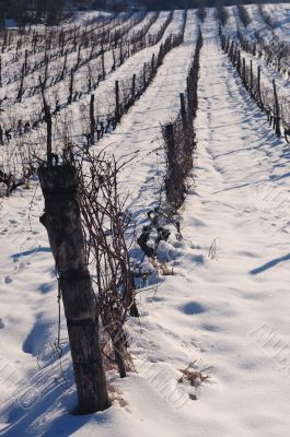 Snow in vineyard