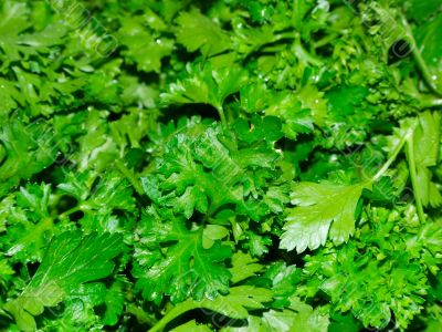 Parsley