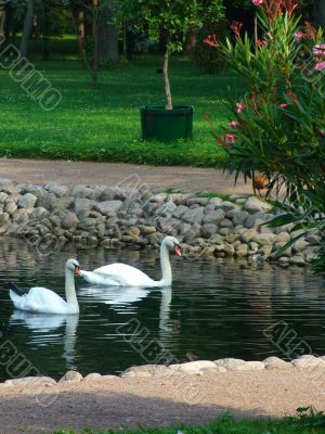 Two white swans