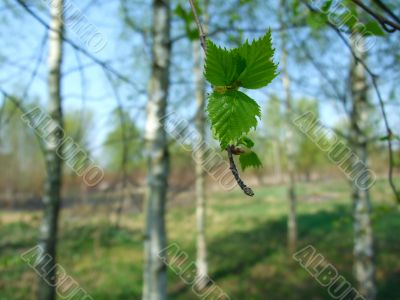 Birch leaf