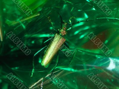 Green bug