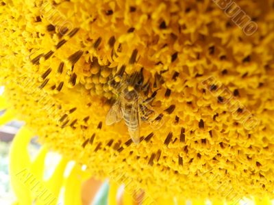 Bee on a sunflower