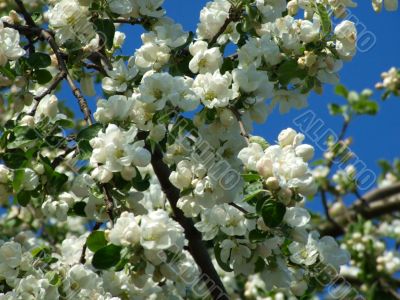 Flowers of apple-trees