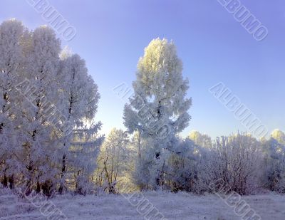 Winter forest