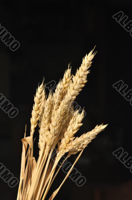 Golden cereal