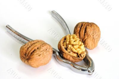 Walnut with pincers