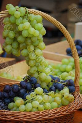 Wine grapes in basket
