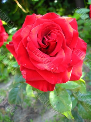 Gentle rose