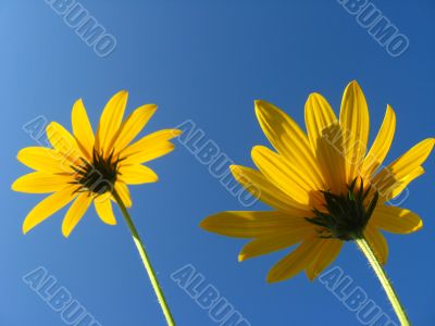 Pair of yellow flowers 