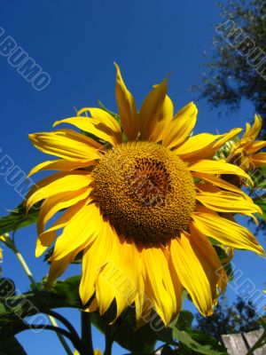  beautiful sunflower