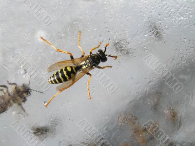 Wasp in a glass jar with sugar syrup