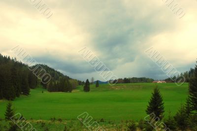 green meadow and forest