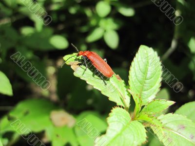 red beetle