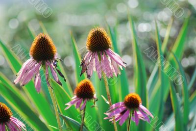 stachelige blume