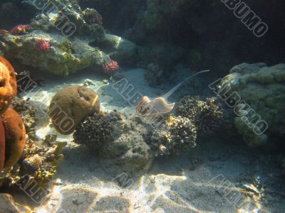 stingray swimming