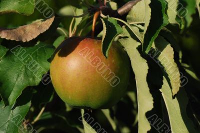 ripe apple
