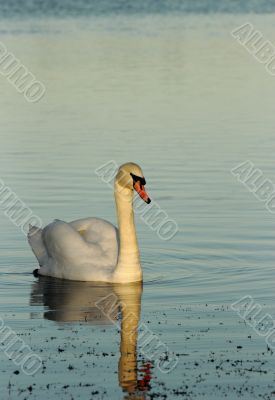 Swan at dusk
