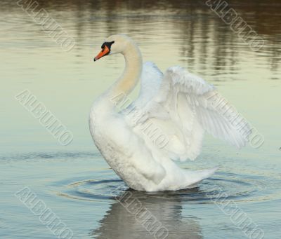 white mute swan at dusk