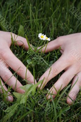 Small daisies