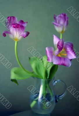 Three tulips