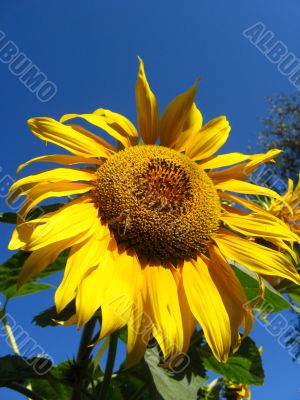  beautiful sunflower