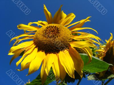  beautiful sunflower