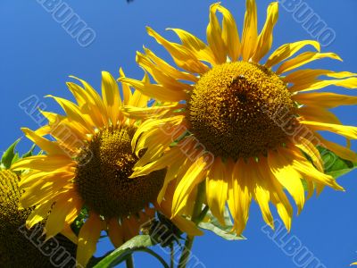 beautiful sunflowers