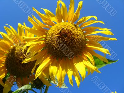 a pair of the beautiful sunflowers