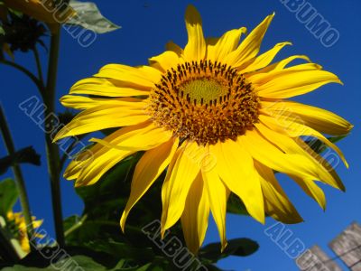  beautiful sunflower