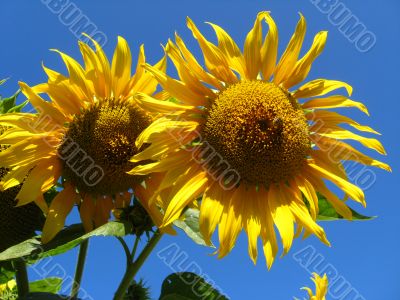 a pair of the beautiful sunflowers