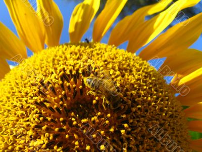 a bee on the beautiful sunflower